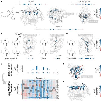 Peptide Folding and Binding Probed by Systematic Non-canonical Mutagenesis